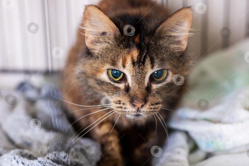 Скачать Беспокойная черепаховая кошка с ярко-зелеными глазами, получающая нежную социализацию и комфорт фотосток Ozero