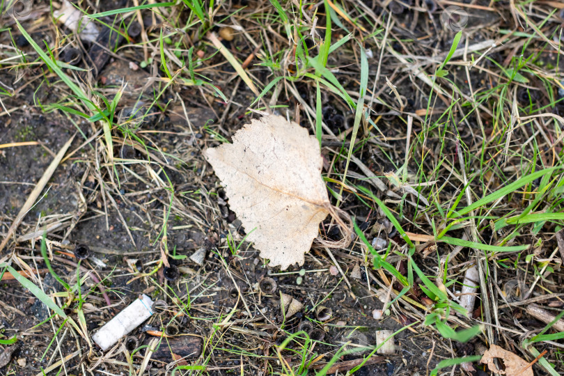 Скачать Детализированное изображение окружающей среды, демонстрирующее гниющие грибы на фоне минимальной растительности и текстуры почвы фотосток Ozero