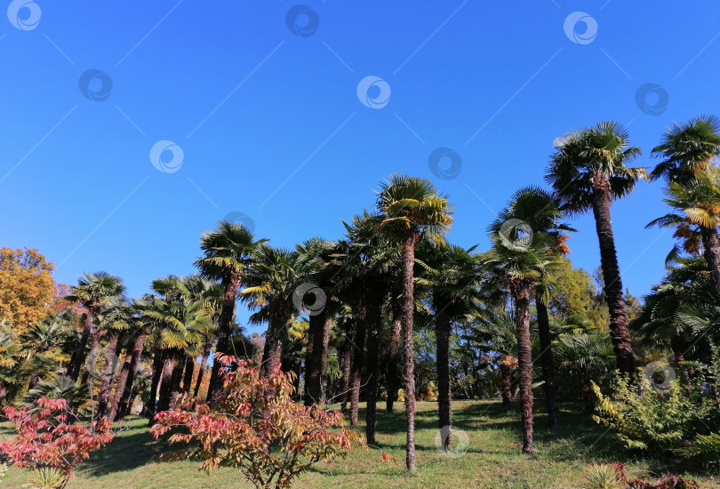 Скачать Пальмы в парке фотосток Ozero