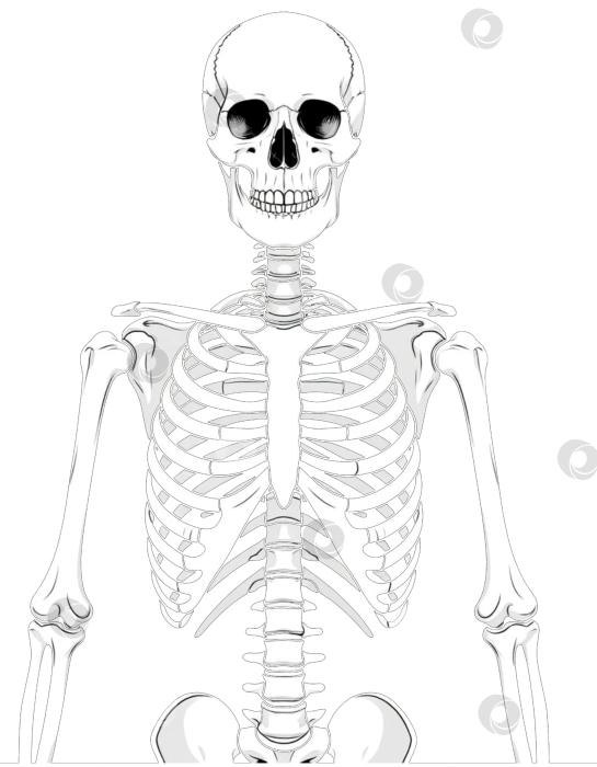 Скачать Белый скелет фотосток Ozero