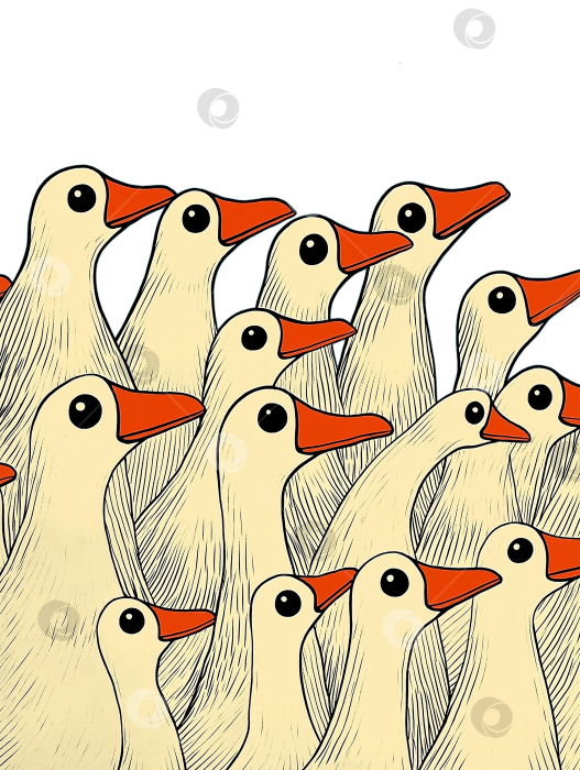 Скачать Много смешных уток фотосток Ozero