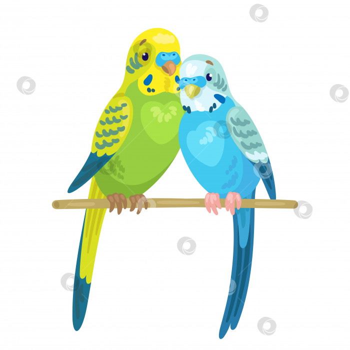 Скачать Два милых попугая вместе сидят на палке. фотосток Ozero