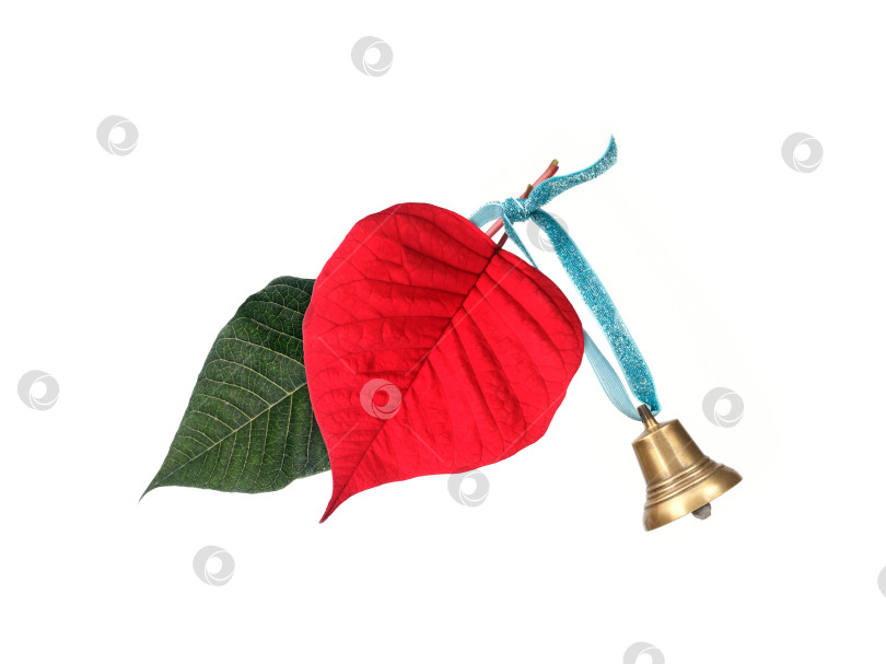 Скачать Рождественская композиция: листья пуансеттии и золотой колокольчик на голубой ленте, выделенные на белом фоне, вырез готов. Чрезвычайно высокое разрешение фотосток Ozero