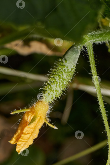Скачать Макросъемка завязи огурца. фотосток Ozero