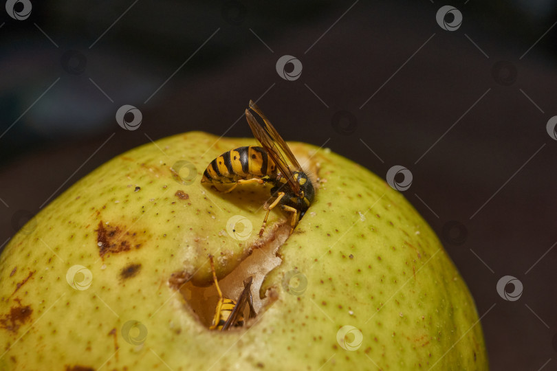 Скачать В природе осы питаются спелыми грушами. фотосток Ozero