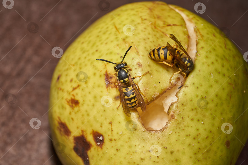 Скачать В природе осы питаются спелыми грушами. фотосток Ozero