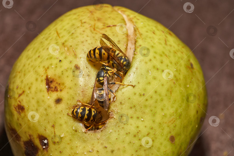 Скачать В природе осы питаются спелыми грушами. фотосток Ozero