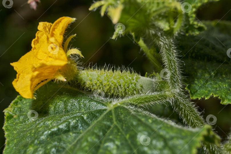 Скачать Макросъемка завязи огурца. фотосток Ozero