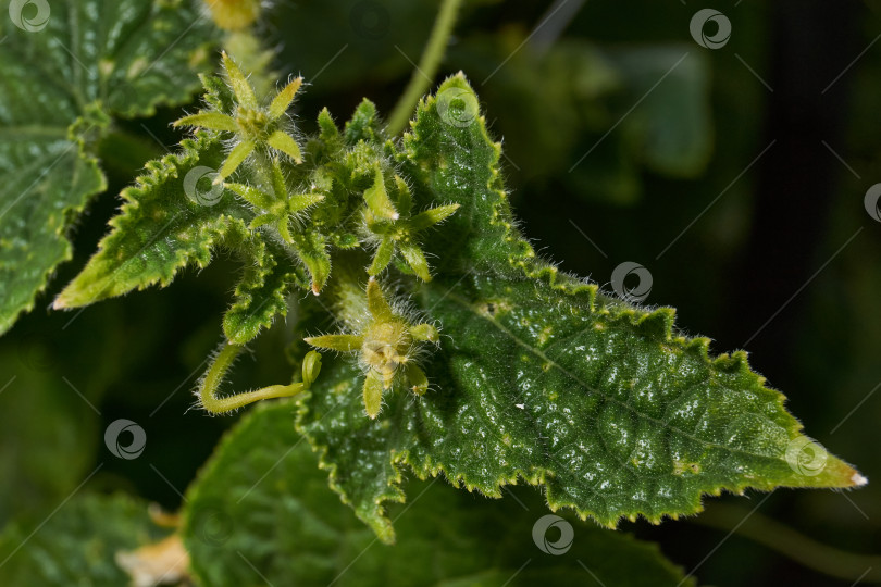 Скачать Макросъемка завязи огурца. фотосток Ozero