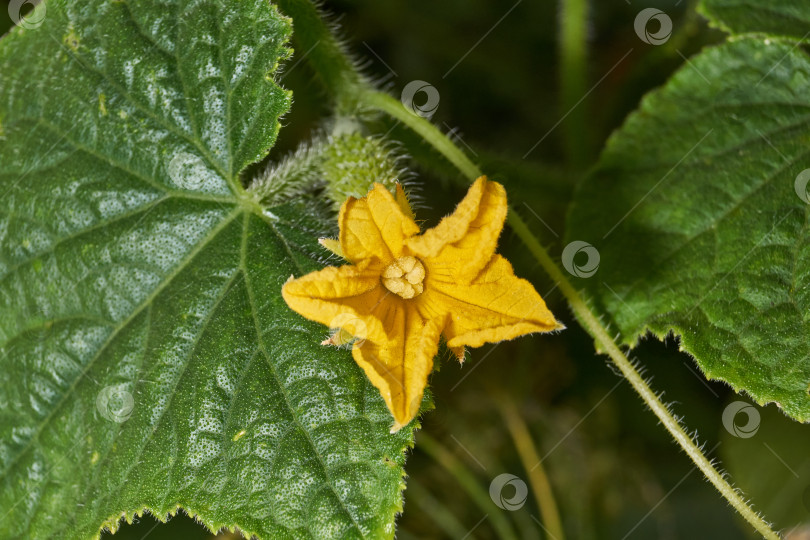 Скачать Макросъемка завязи огурца. фотосток Ozero