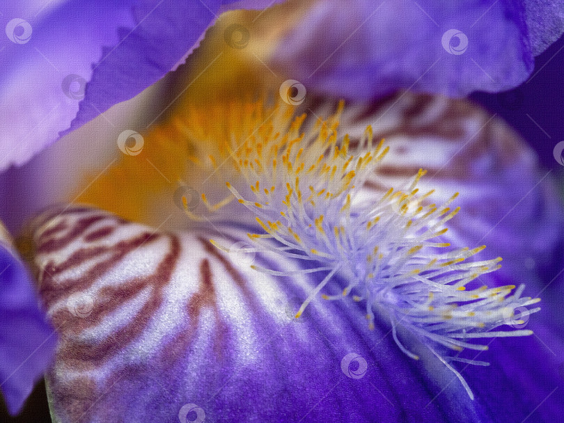 Скачать Лепесток ириса с прожилками и тычинками. Крупный план. Фон с цветочной текстурой. фотосток Ozero