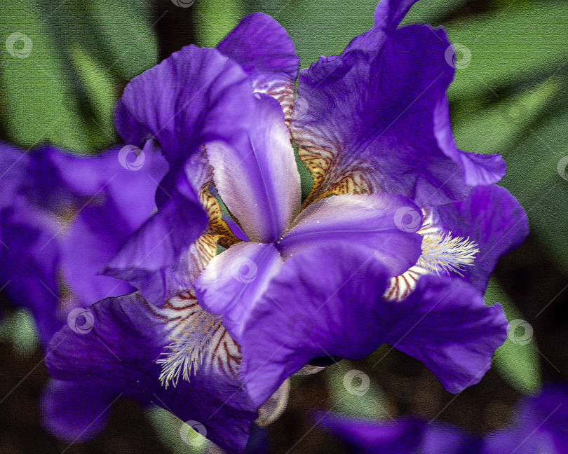Скачать Красивые сине-фиолетовые ирисы на зеленом фоне листьев. Фон с цветочной текстурой и ирисами. фотосток Ozero