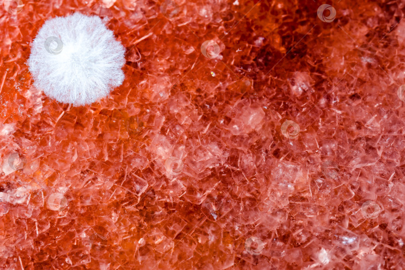 Скачать Цветок плесени. фотосток Ozero