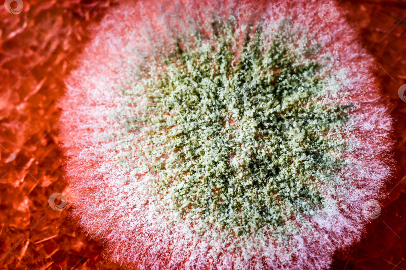 Скачать Красивая плесень на поверхности джема. фотосток Ozero