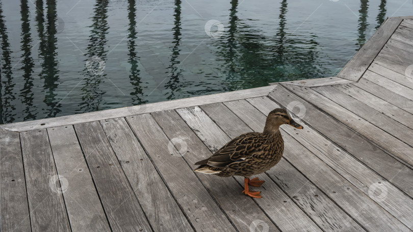 Скачать Самка кряквы стоит на дощатой террасе у бассейна фотосток Ozero