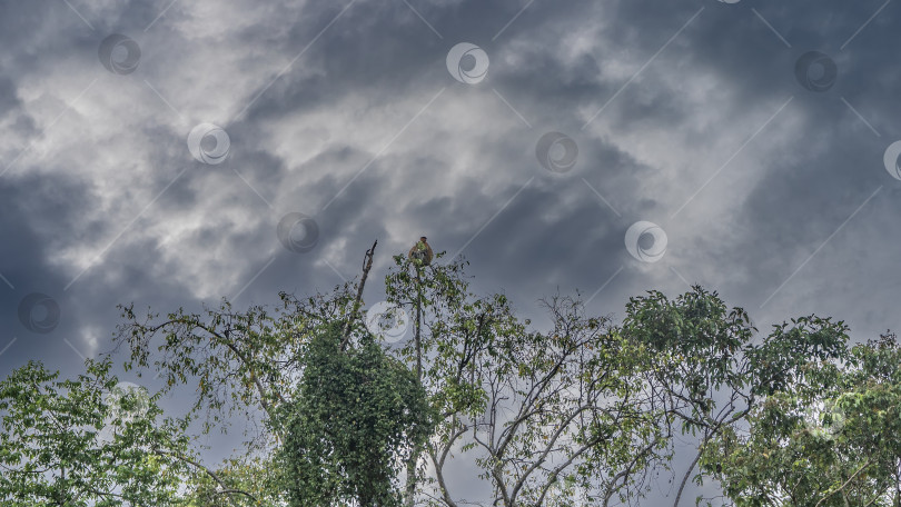 Скачать Хоботные обезьяны Nasalis larvatus сидят на верхушках тропических деревьев, на тонких ветках. фотосток Ozero