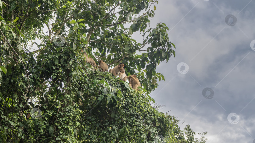 Скачать Дикие обезьяны в джунглях. Семейство макак сидит на ветвях дерева, фотосток Ozero