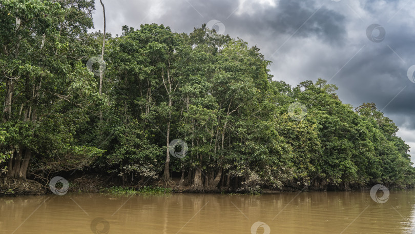 Скачать Тропическая река в джунглях. Коричневая вода. фотосток Ozero