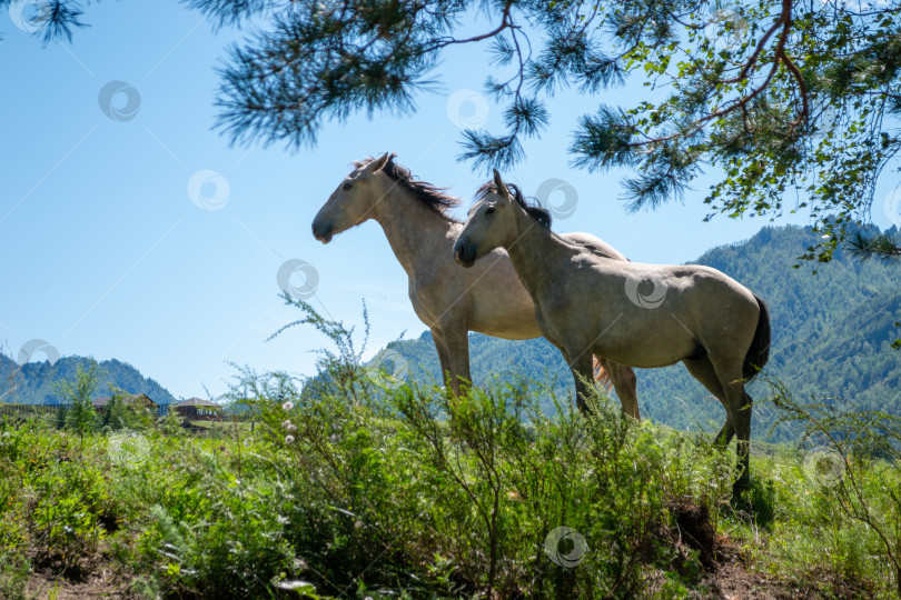 Скачать Кони пасутся на фоне гор, домашние животные фотосток Ozero