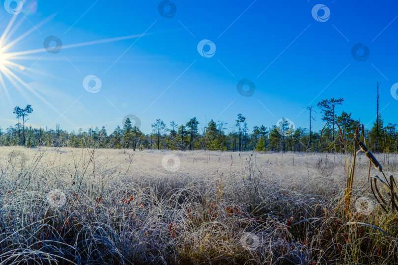 Скачать Морозное утро в сибири, ясная погода, светит солнце фотосток Ozero