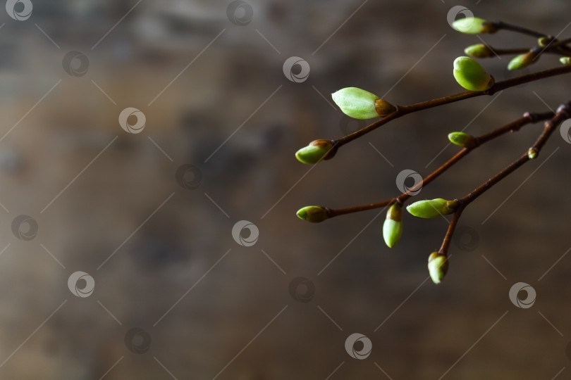 Скачать Коричневый фон с молодыми ветками дерева. фотосток Ozero