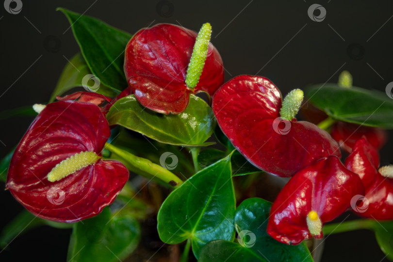 Скачать Цветы комнатные, декоративные, Антириум - мужское счастье фотосток Ozero