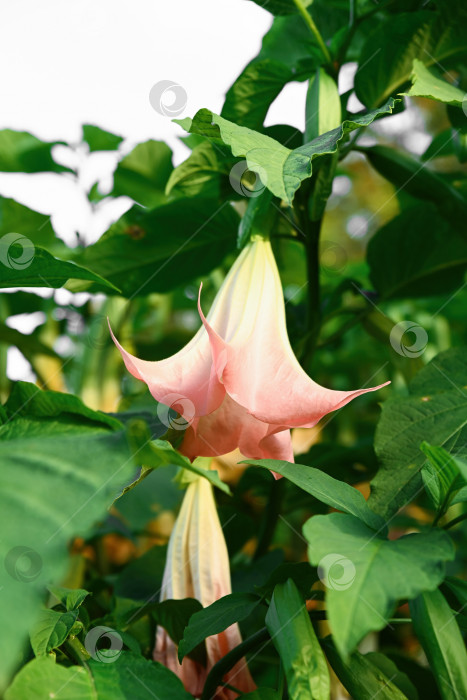 Скачать Крупный план одиночного розового цветка бругмансии с мягкими лепестками и свисающей трубчатой формой, нежная текстура, ботанические детали, выделенные небольшой глубиной. фотосток Ozero