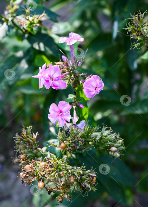 Скачать Вертикальный крупный план флокса метельчатого с нежными фиолетовыми цветами и зелеными листьями, сияющего в теплых солнечных лучах в летнем саду. фотосток Ozero