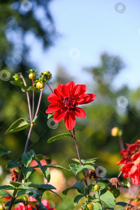 Скачать Одиночный красный декоративный цветок георгина, сфотографированный очень близко, с многослойными лепестками, ярко контрастирующими на мягком фоне сада при теплом естественном солнечном свете фотосток Ozero