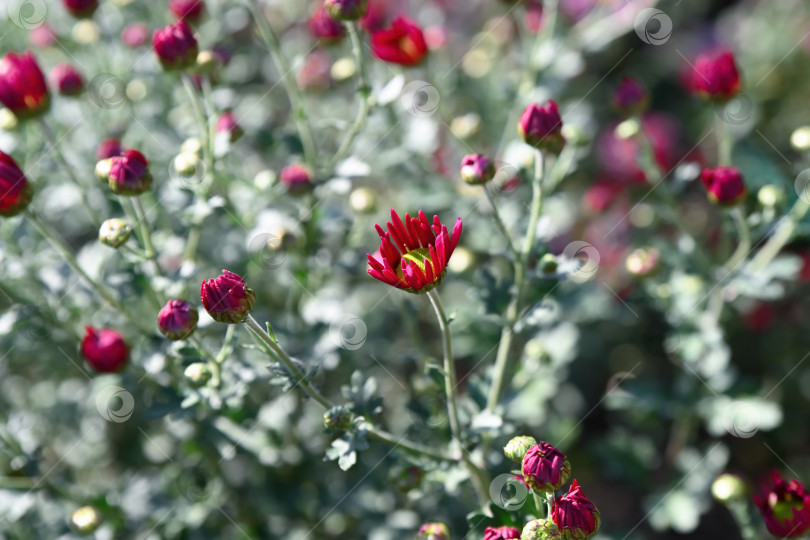 Скачать Подарок Галанину из одиночной красной хризантемы с нераскрывшимися бутонами в саду, цветочным фоном с выборочным акцентом и мягким естественным освещением фотосток Ozero