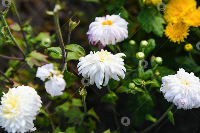 Скачать Элегантная хризантема Вайденского шара с нежными белыми лепестками и светло-розовыми тонами распускается в саду под солнечным светом в окружении зеленых листьев и бутонов. фотосток Ozero