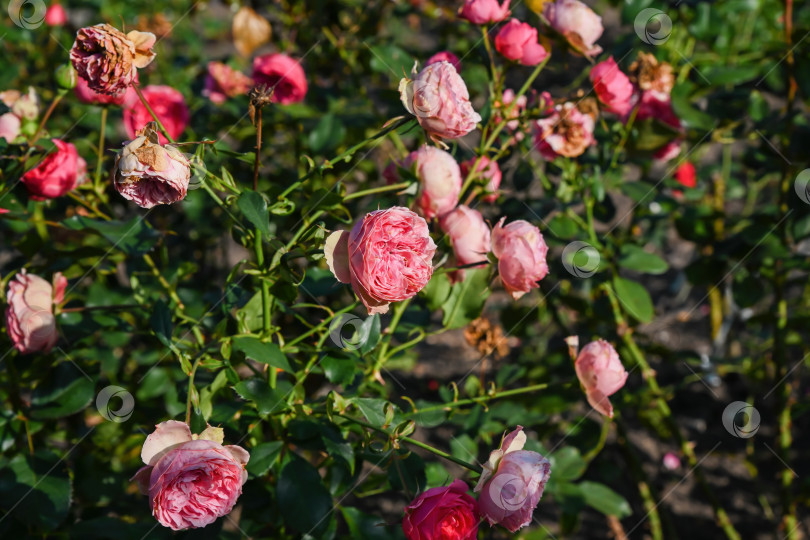 Скачать Розовая роза - очаровательная зимняя жемчужина, цветущая в солнечном свете сада с мягкими многослойными лепестками и свежей зеленой листвой на естественном фоне сезонных декоративных цветов фотосток Ozero