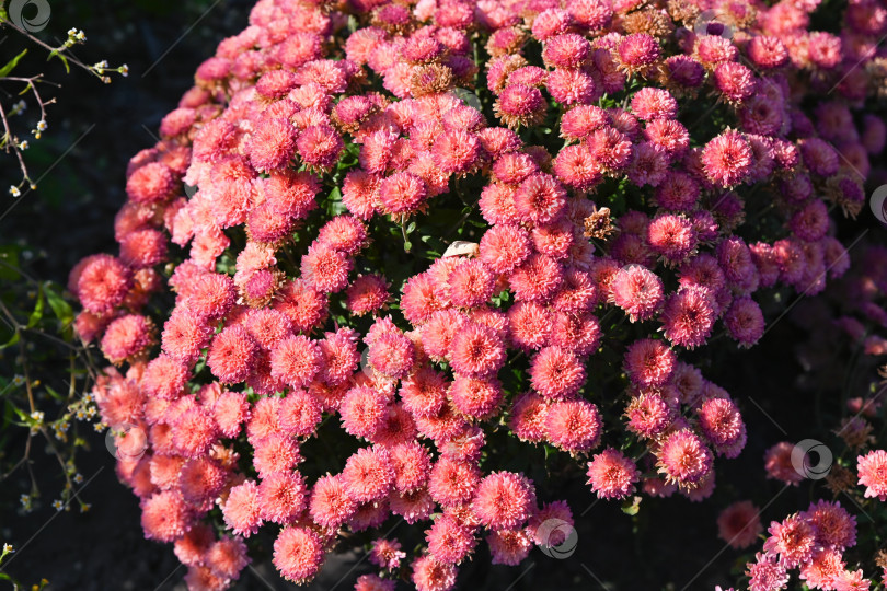 Скачать Розовая хризантема Branhill Cherry в полном цвету растет на открытом воздухе. Плотные круглые цветы с ярко-розовыми лепестками в осеннем саду. фотосток Ozero