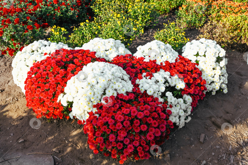 Скачать Белые ледяные хризантемы и красные гномиковые хризантемы, посаженные в изогнутом садовом узоре, представляют собой плотную осеннюю клумбу с сильным цветовым контрастом при солнечном свете. фотосток Ozero
