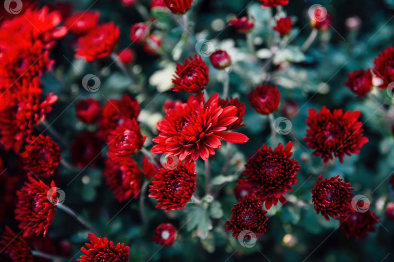 Скачать Красная помадная хризантема, цветущая в саду, с глубокими бархатистыми лепестками и пышной зеленой листвой. Декоративный осенний цветок с насыщенной окраской. фотосток Ozero