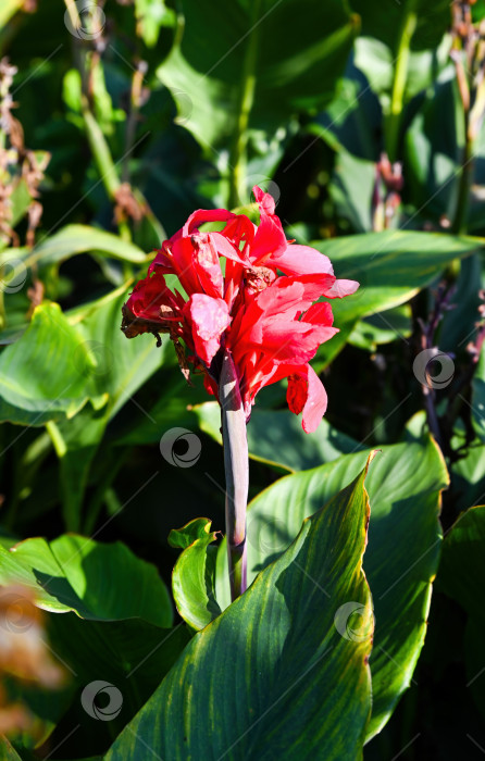 Скачать Одиночный розовый стебель канны Президент, снятый крупным планом, с большими зелеными листьями, ярко-розовыми лепестками и мягким фоном сада в солнечном свете фотосток Ozero
