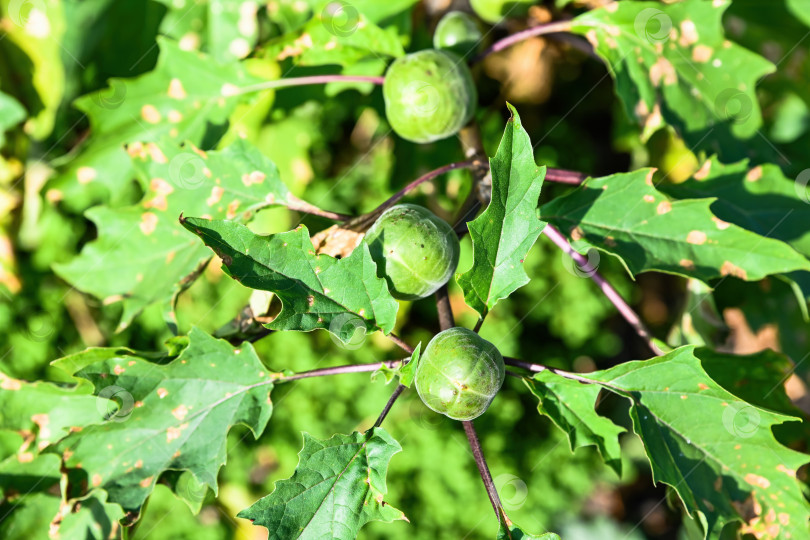 Скачать Дурман страмониум (Datura stramonium var.) растение с зелеными колючими семенными коробочками и зазубренными листьями при естественном солнечном освещении, дикорастущее ядовитое растение, видимое крупным планом в летнем саду фотосток Ozero