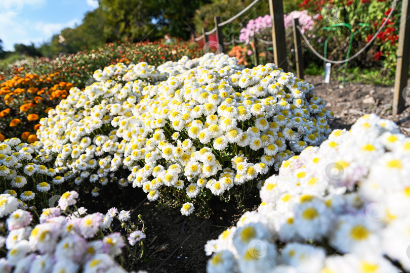 Скачать Куст белой эльфийской хризантемы растет на клумбе на фоне неба. Осенняя сцена в саду с пышным цветением и естественной атмосферой на открытом воздухе. фотосток Ozero