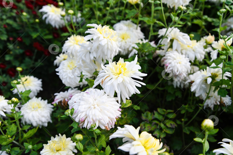 Скачать Вблизи видна цветущая хризантема Виденский шар с нежными белыми лепестками и бледно-желтыми тонами, передающая красоту осенних цветов. фотосток Ozero
