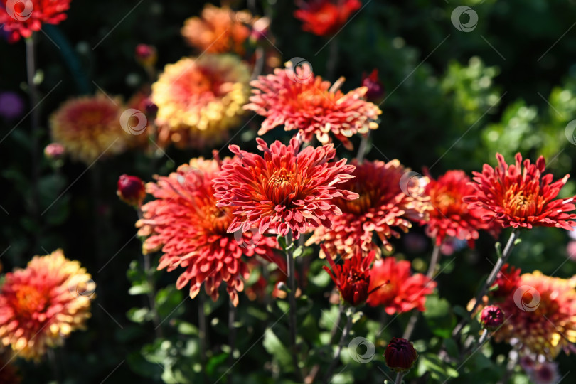 Скачать Красные хризантемы "Темные резнички", цветущие в солнечном свете сада, с пышными слоистыми лепестками и мягким боке на заднем плане, сезонный осенний цветок крупным планом фотосток Ozero