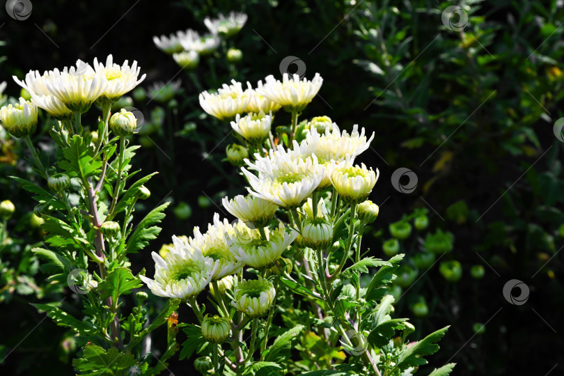 Скачать Цветы лаймовой хризантемы с белыми лепестками и ярко-зелеными серединками, растущие на открытом воздухе. Естественная сцена в саду с мягким освещением и свежими листьями. фотосток Ozero