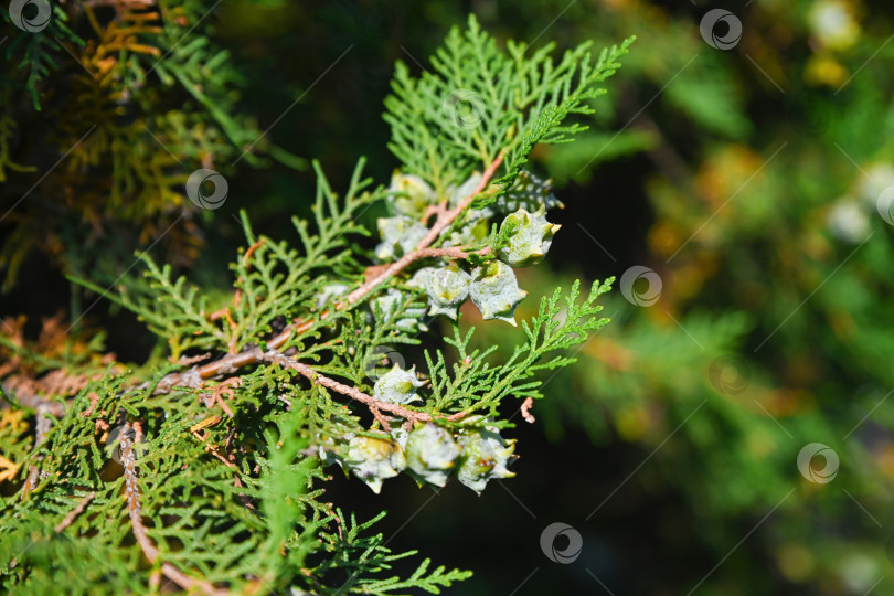 Скачать Ветка туи с зелеными шишками и чешуйчатыми листьями в солнечном свете, крупный план вечнозеленого хвойного дерева на естественном фоне сада фотосток Ozero
