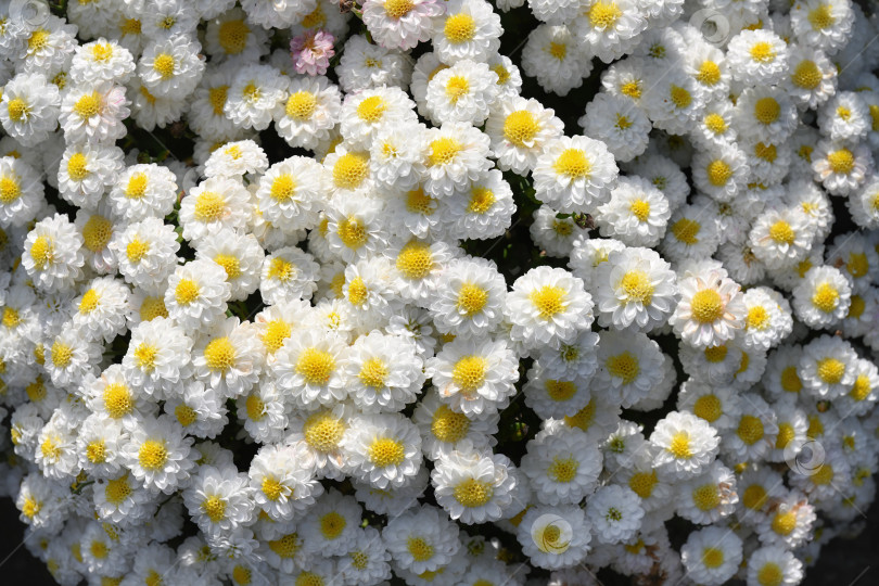 Скачать Белая хризантема Elf White с множеством мелких соцветий и желтыми серединками, растущая в саду. Осенний цветочный фон с естественной текстурой и детализацией. фотосток Ozero