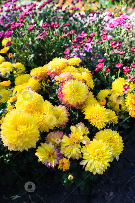 Скачать Желтая хризантема Опал, цветущая на клумбе в саду, с плотными круглыми цветами и свежей зеленой листвой. Декоративное осеннее растение при естественном освещении. фотосток Ozero
