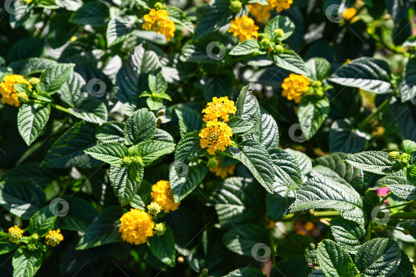 Скачать Желтые цветы лантаны, цветущие в саду, с пышными зелеными текстурированными листьями, крупный план тропических растений на фоне яркого естественного солнечного света фотосток Ozero