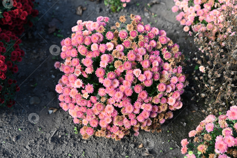 Скачать Розовая ветвистая хризантема BranHill Cherry, образующая круглый куст с множеством мелких соцветий, растет на открытом воздухе на садовой клумбе осенью фотосток Ozero