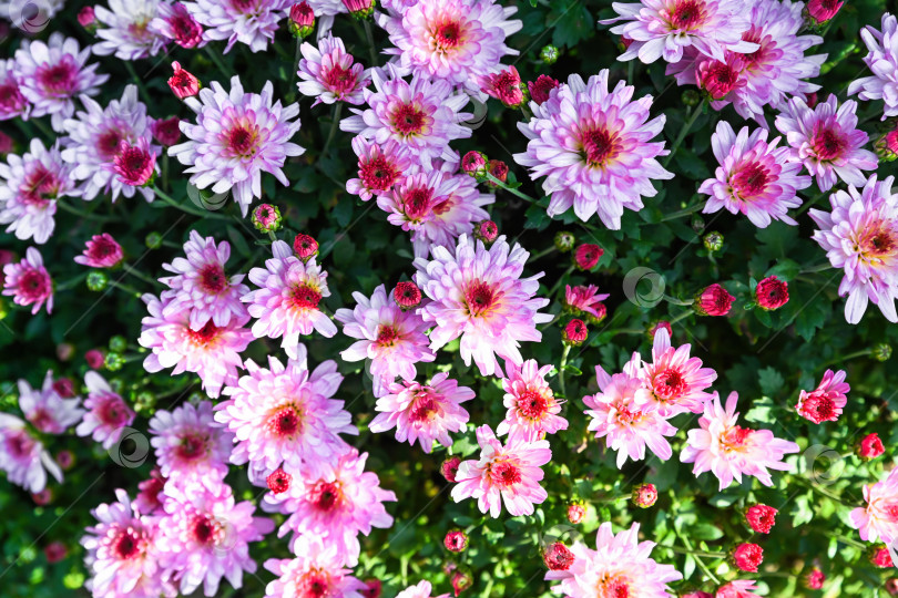 Скачать Розовые хризантемы с солнечными бликами, цветущие в саду, плотный цветочный фон с многослойными лепестками и красными серединками, осеннее сезонное растение фотосток Ozero