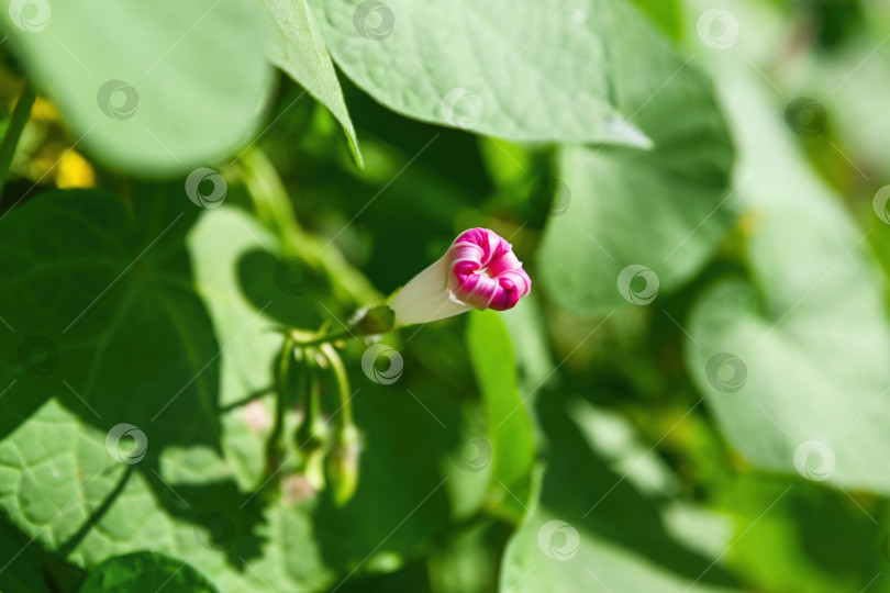 Скачать Одиночный розово-белый бутон вьюнка ипомеи на зеленой лозе на открытом воздухе. Минималистичная натуральная композиция со свежими листьями и мягким фоном. фотосток Ozero