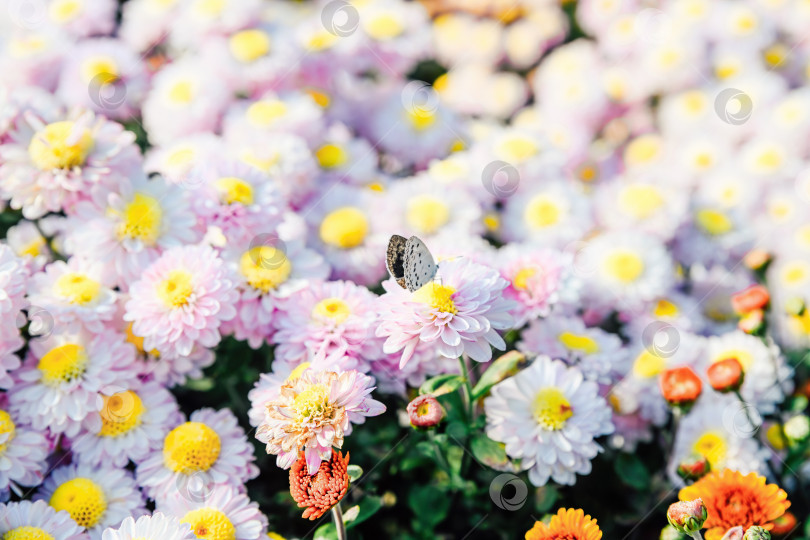 Скачать Обычная голубая бабочка, сидящая на розовых и белых цветах хризантемы типа маргаритки. Мягкий цветочный фон с копией пространства и естественным садовым освещением. фотосток Ozero