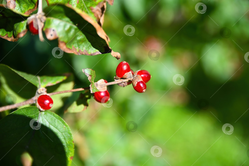 Скачать Ярко-красные ягоды Lonicera xylosteum, известной как летучая жимолость, светятся в осеннем свете во Владивостокском ботаническом саду, Приморский край. фотосток Ozero